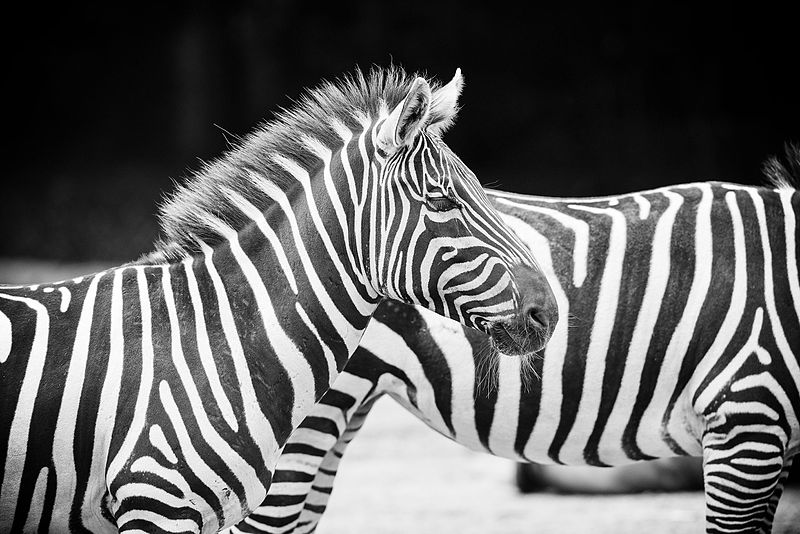 File:Zebras Blending Together (22385647962).jpg