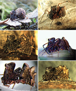 <i>Zephyrarchaea</i> genus of arachnids