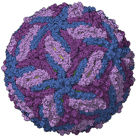 Model af Zikavirus, prototypen på en ssRNA(+)-virus