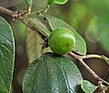 Unripe fruit; North Lombok, Nusa Tenggara, Indonesia