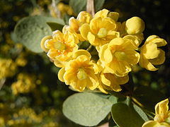 Обикновен кисел трън (B. vulgaris)