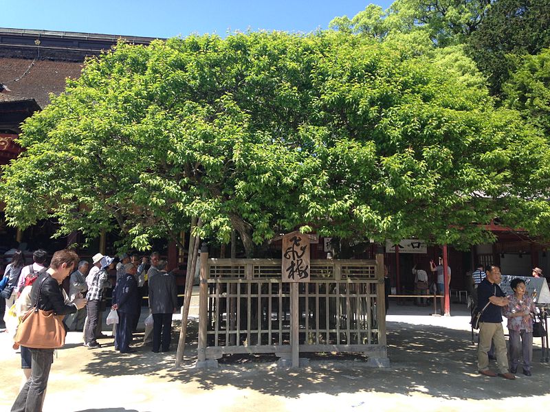File:"Tobiume" plum tree in front of Gohonden of Dazaifu Temman Shrine.JPG