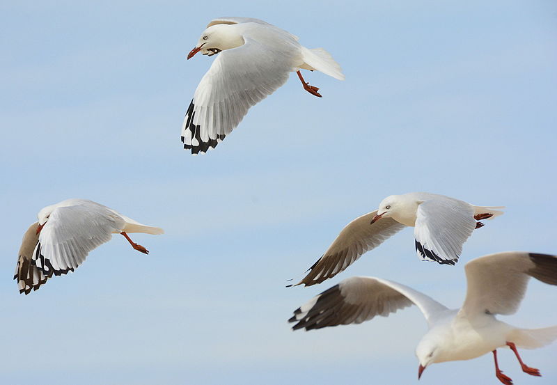 File:(1)Seagulls 036.jpg