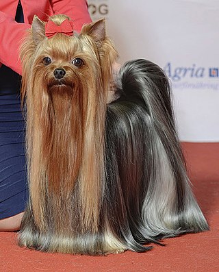 <span class="mw-page-title-main">Yorkshire Terrier</span> Dog breed