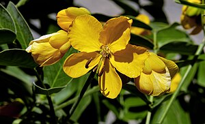 Senna Floribunda