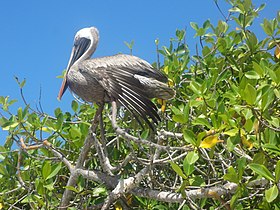 Pelican brown America (Pelecanus occidentalis) yn Bahía Tortuga