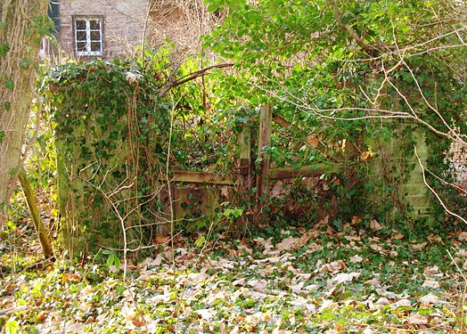 Garden gate, largely overgrown