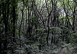 Казковий Польський ліс.jpg