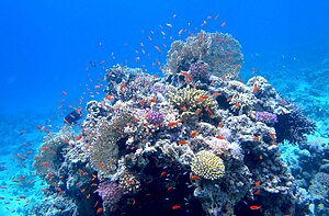 Коралловые рифы бухты Корал Бей