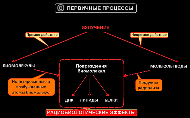 File:Первичные радиобиологические процессы.png