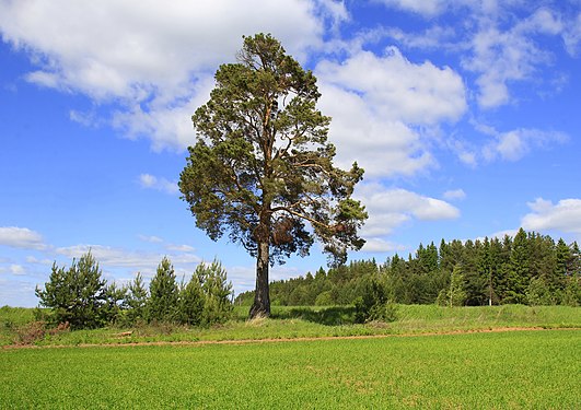 349. Сосна (Pinus sylvestris L.) в бывшей деревне Пашки, Слободской район Автор — Новинская Г.А.