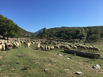 Стадо овци покрај реката кај Козјак