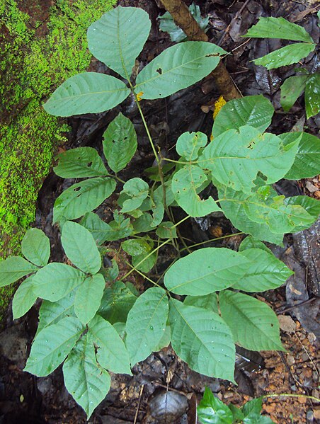 File:മുക്കണ്ണപ്പെരുക്ക്‌ - Allophylus cobbe leaves.jpg