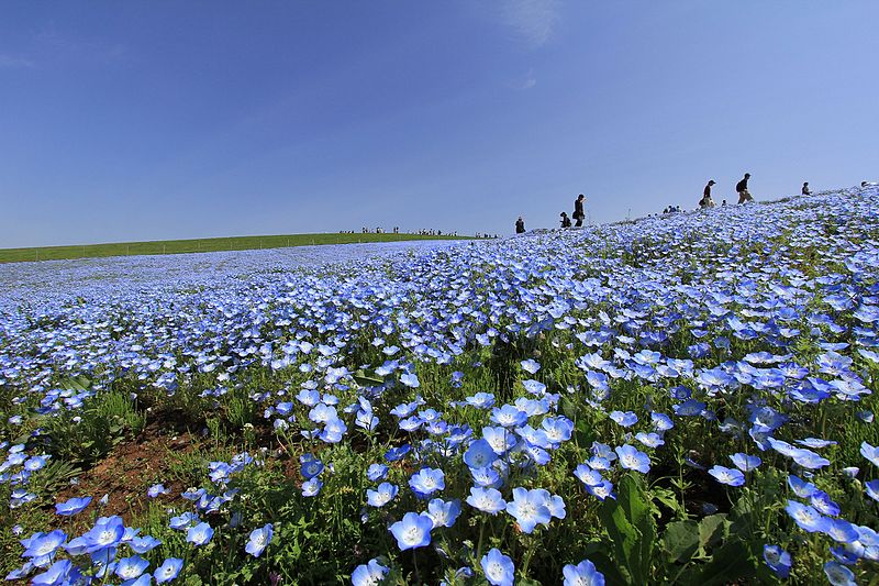 File:ひたち海浜公園 - panoramio (49).jpg