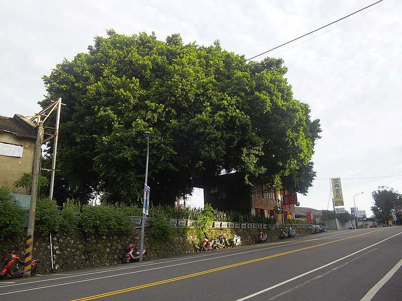 File:前鋒路旁的老榕樹 - panoramio.jpg