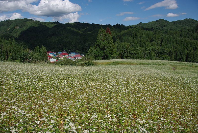 File:喜多方市山都町宮古の蕎麦畑 - panoramio.jpg