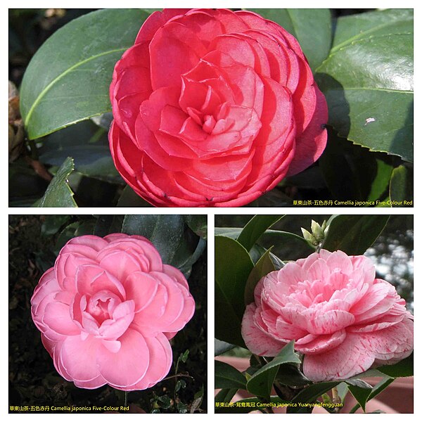 File:華東山茶 Camellia japonica East China Group -香港公園 Hong Kong Park- (23984862817).jpg