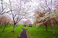 豊平川桜の杜 （Toyohira River Forest cherry） - panoramio (3).jpg