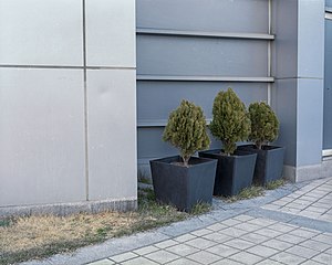 -46 planten.jpg