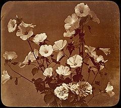 -Flower Study, Rose of Sharon- MET DT1158.jpg