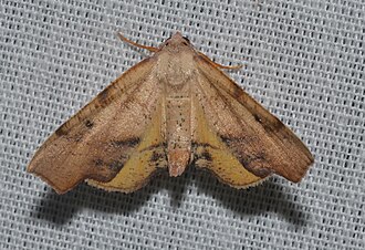 Fervid plagodis, Plagodis fervidaria - 6843 - Plagodis fervidaria - Fervid Plagodis Moth (18932531269).jpg