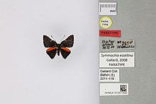 013377492 Symmachia estellina Gallard 2008 PT.jpg