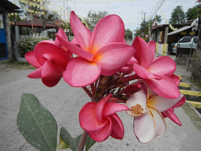 File:0276jfCamachiles Plumeria rubra Bical Roads City Pampangafvf 25.JPG