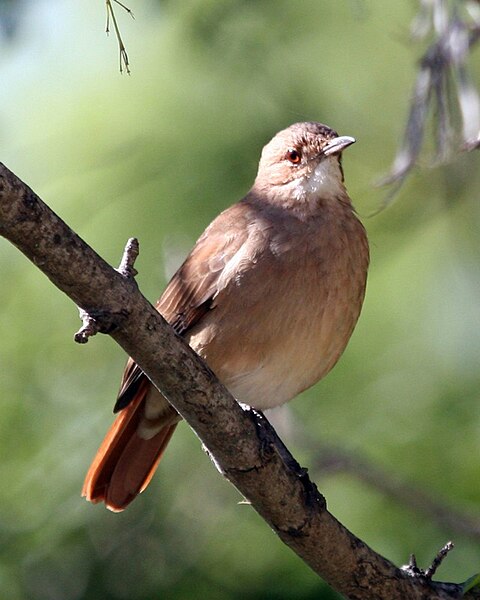 File:060328-Rufous-Hornero-CN - Flickr - Lip Kee.jpg