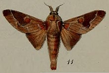 11-Megasoma polydora = Streblote polydora (דרוז, 1887) .JPG