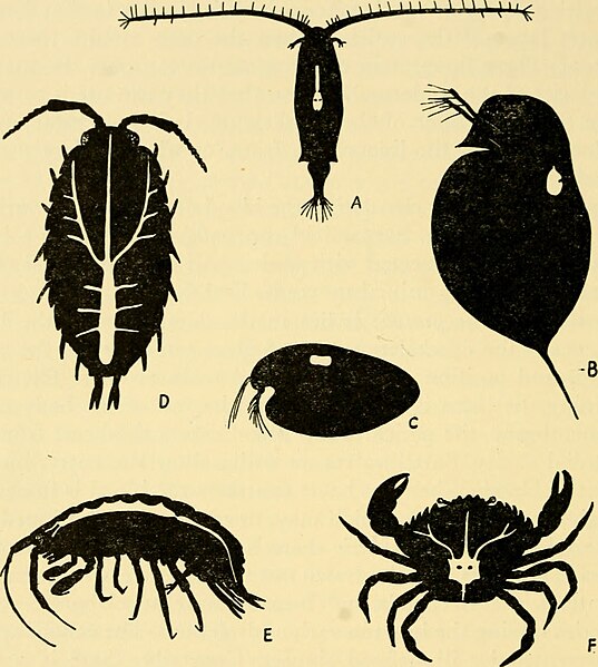 File:1961 A biology of Crustacea p046 f26.jpg