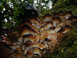 <i>Frantisekia</i> Genus of fungi