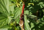 ♂ Sympetrum sanguineum