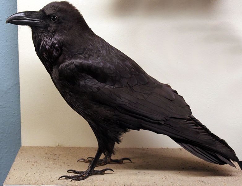 File:2013-03 Kolkrabe Corvus corax anagoria.JPG