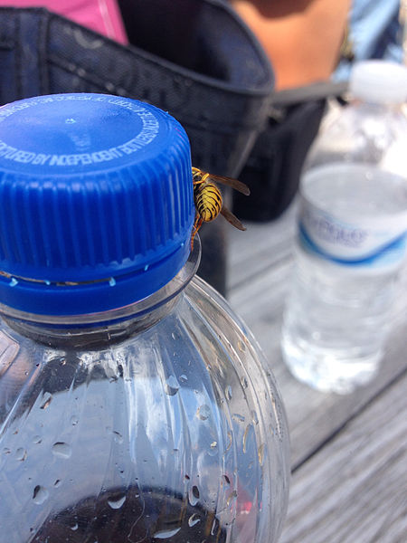 File:2014-08-24 14 20 25 Yellow Jacket on a Pepsi bottle at Pennridge Airport in East Rockhill Township, Pennsylvania.JPG