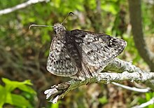 2016.05.19 - Erynnis telemachus - Flickr - andrey zharkikh.jpg