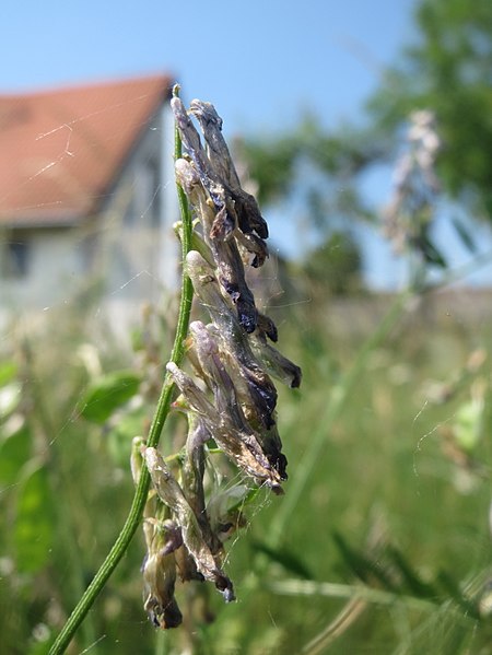 File:20170602Vicia villosa2.jpg