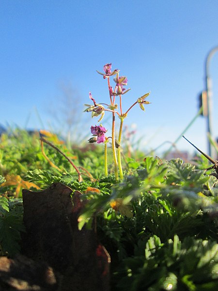 File:20191230Erodium cicutarium4.jpg