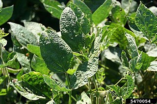 <i>Soybean mosaic virus</i> Plant disease