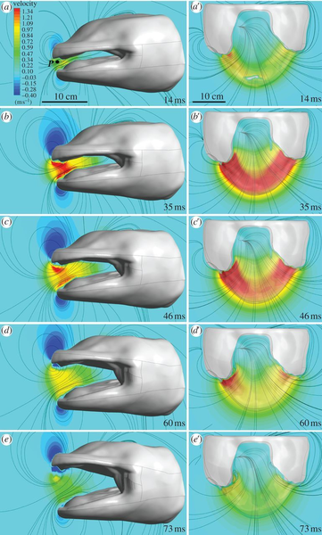 File:A. davidianus suction velocity.png