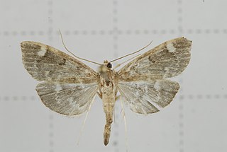 <i>Herpetogramma magna</i> Species of moth
