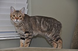 Farm cat - Wikipedia