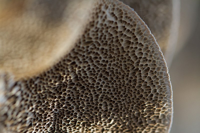 File:A Series Of Landscape On The Underside Of The Fungus (34767378).jpeg