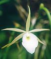 A and B Larsen orchids - Brassavola flagellaris 507-19z.jpg