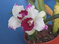 A and B Larsen orchids - Brassolaeliocattleya Shellie Compton Touch of Class DSCN8028.JPG