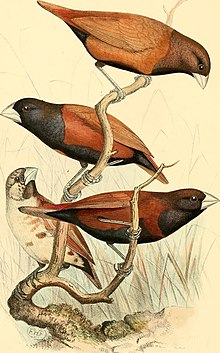 Adult A monograph of the weaver-birds, Ploceidae, and arboreal and terrestrial finches, Fringillidae (1888) (14750250052).jpg