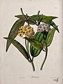 A wax plant (Hoya species); flowering stem. Coloured zincogr Wellcome V0044462.jpg