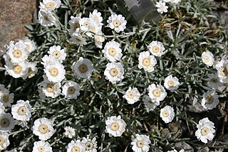 <i>Achillea cretica</i> Species of plant in the family Asteraceae