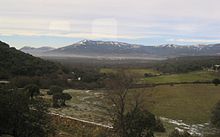 Winter holm oaks, with Monte Abantos peak in the background