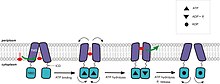 Proposed mechanism of transport for ABC exporters. This model was based on structural and biochemical studies on MsbA. Abc exporter.jpg