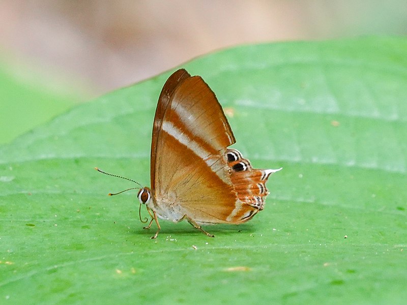 File:Abisara savitri 63542701.jpg